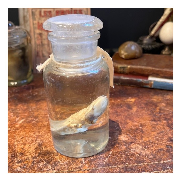 Meerkat - Wet specimen in jar - Suricata suricatta