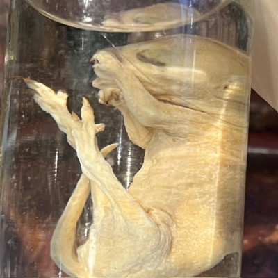 Suricate - Spécimen humide en fluide - Suricata suricatta