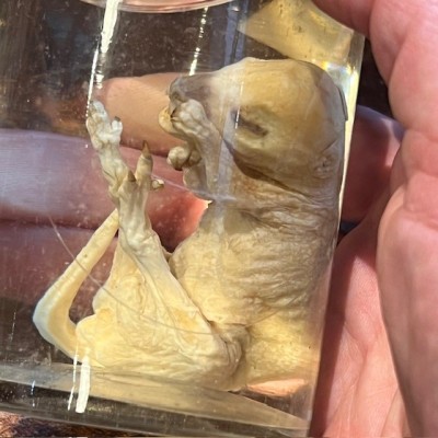 Suricate - Spécimen humide en fluide - Suricata suricatta