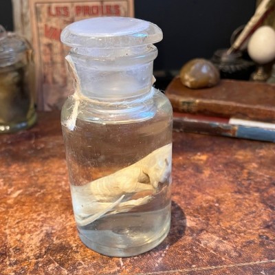 Meerkat - Wet specimen in jar - Suricata suricatta