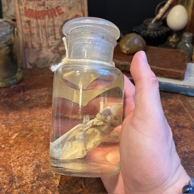 Meerkat - Wet specimen in jar - Suricata suricatta