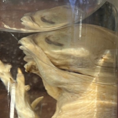 Meerkat - Wet specimen in jar - Suricata suricatta