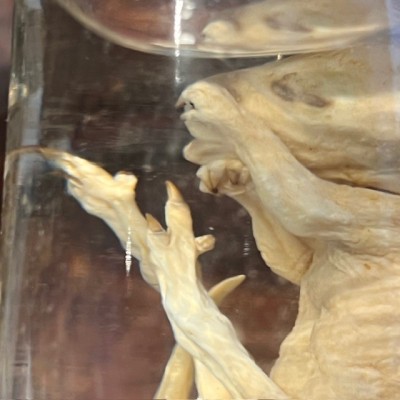 Meerkat - Wet specimen in jar - Suricata suricatta