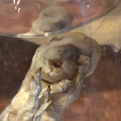 Meerkat - Wet specimen in jar - Suricata suricatta