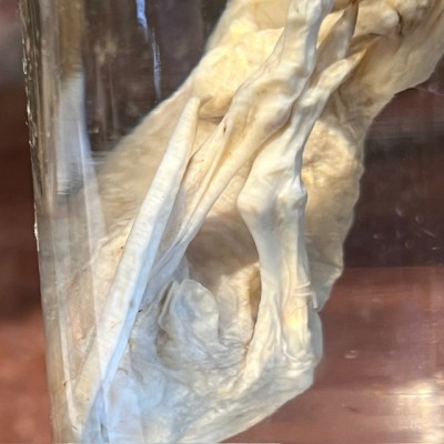 Meerkat - Wet specimen in jar - Suricata suricatta