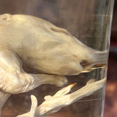 Meerkat - Wet specimen in jar - Suricata suricatta