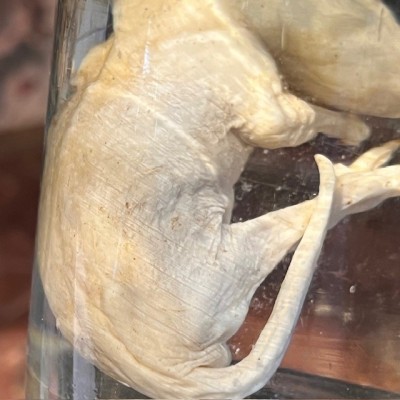 Suricate - Spécimen humide en fluide - Suricata suricatta