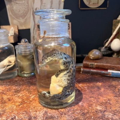 Spectacled caiman - Wet specimen in fluid - Caiman crocodilus