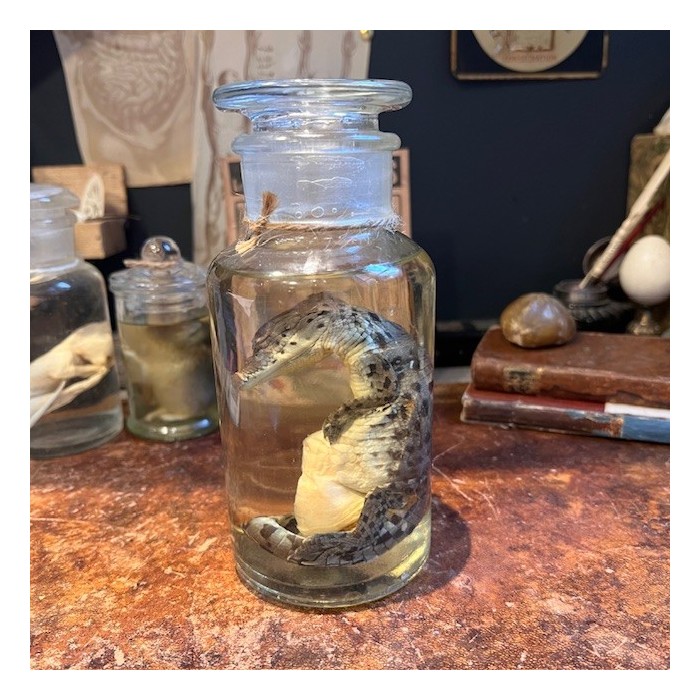 Caïman à lunettes - Spécimen humide en fluide - Caiman crocodilus