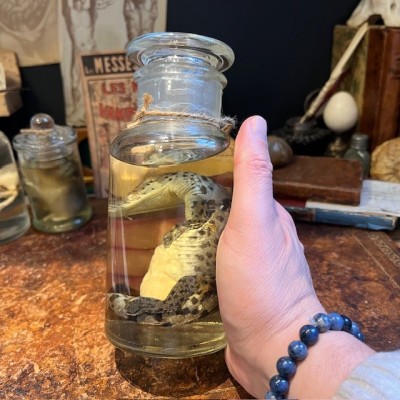 Spectacled caiman - Wet specimen in fluid - Caiman crocodilus