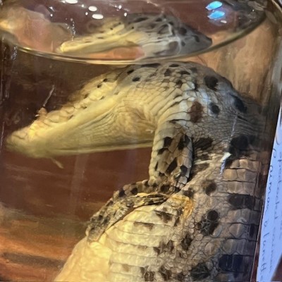 Spectacled caiman - Wet specimen in fluid - Caiman crocodilus