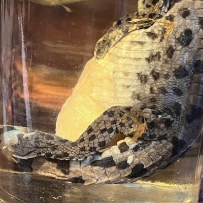 Caïman à lunettes - Spécimen humide en fluide - Caiman crocodilus