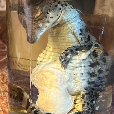 Spectacled caiman - Wet specimen in fluid - Caiman crocodilus