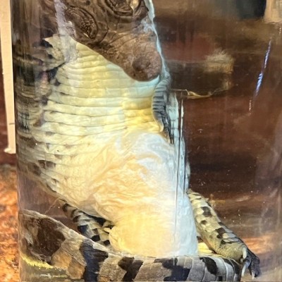 Caïman à lunettes - Spécimen humide en fluide - Caiman crocodilus