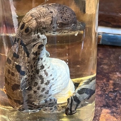 Spectacled caiman - Wet specimen in fluid - Caiman crocodilus