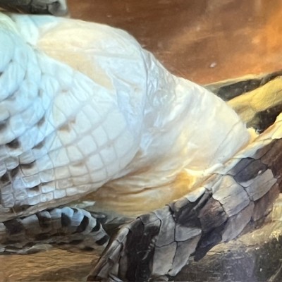 Spectacled caiman - Wet specimen in fluid - Caiman crocodilus