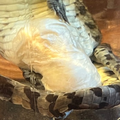 Spectacled caiman - Wet specimen in fluid - Caiman crocodilus
