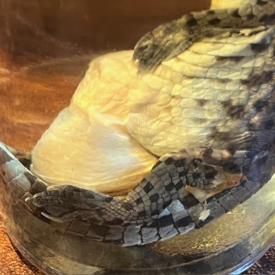 Spectacled caiman - Wet specimen in fluid - Caiman crocodilus