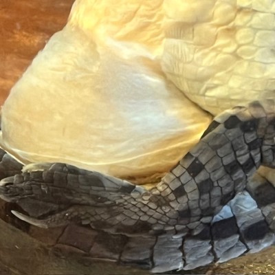 Spectacled caiman - Wet specimen in fluid - Caiman crocodilus
