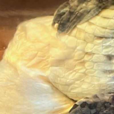 Caïman à lunettes - Spécimen humide en fluide - Caiman crocodilus