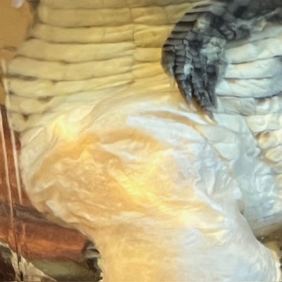 Caïman à lunettes - Spécimen humide en fluide - Caiman crocodilus