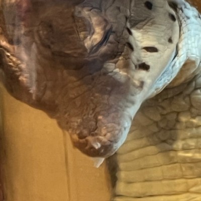 Spectacled caiman - Wet specimen in fluid - Caiman crocodilus