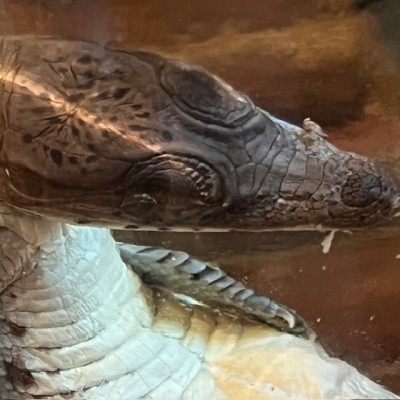 Spectacled caiman - Wet specimen in fluid - Caiman crocodilus