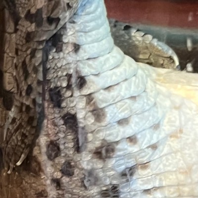 Caïman à lunettes - Spécimen humide en fluide - Caiman crocodilus