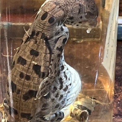 Spectacled caiman - Wet specimen in fluid - Caiman crocodilus