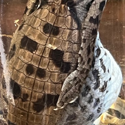 Caïman à lunettes - Spécimen humide en fluide - Caiman crocodilus