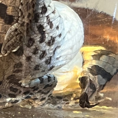 Caïman à lunettes - Spécimen humide en fluide - Caiman crocodilus