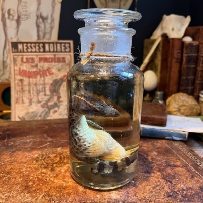 Spectacled caiman - Wet specimen in fluid - Caiman crocodilus