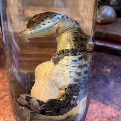 Spectacled caiman - Wet specimen in fluid - Caiman crocodilus