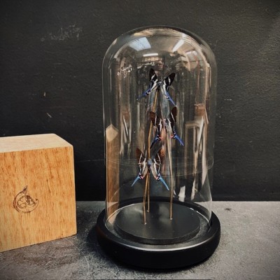 3 papillons Rhetus arcius - Cloche à papillon