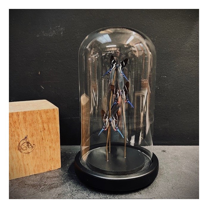 Rhetus arcius butterflies under glass dome - Butterfly bell