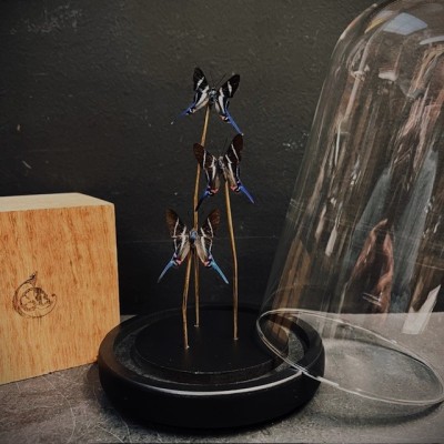 Rhetus arcius butterflies under glass dome - Butterfly bell