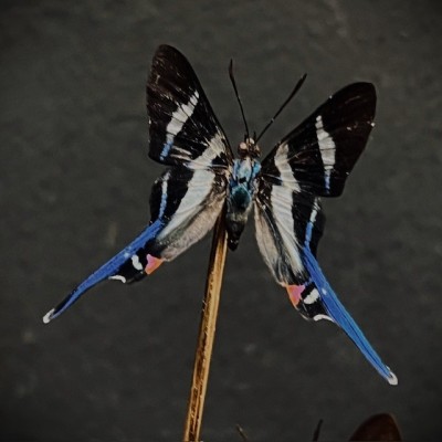 Rhetus arcius butterflies under glass dome - Butterfly bell