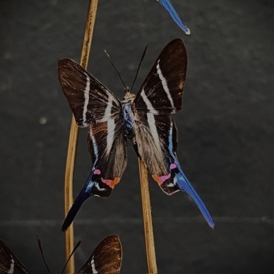 Rhetus arcius butterflies under glass dome - Butterfly bell