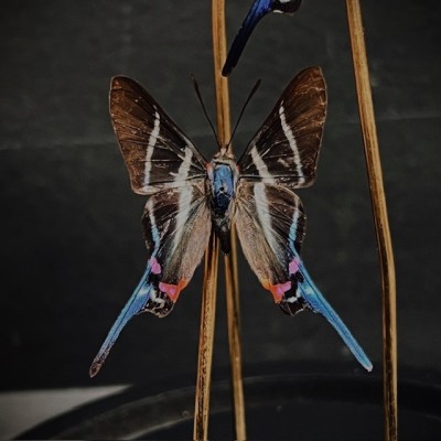 Rhetus arcius butterflies under glass dome - Butterfly bell