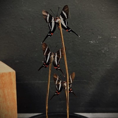 Rhetus arcius butterflies under glass dome - Butterfly bell