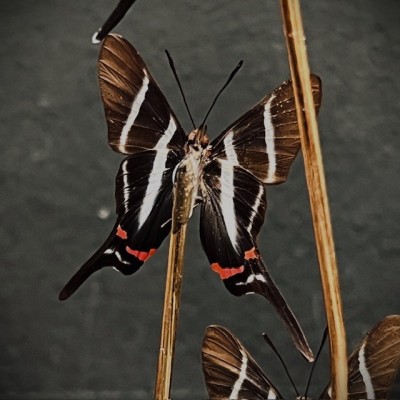 Rhetus arcius butterflies under glass dome - Butterfly bell