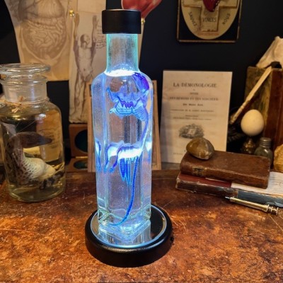 Diaphanization of a mouse - Mus musculus