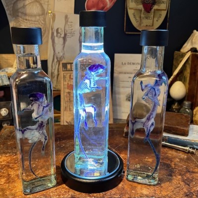 Diaphanie de souris - Mus musculus