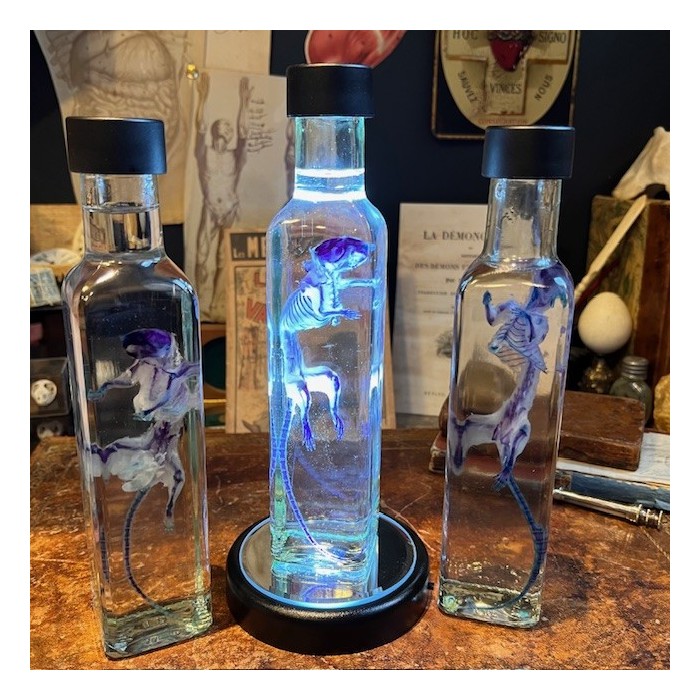 Diaphanization of a mouse - Mus musculus