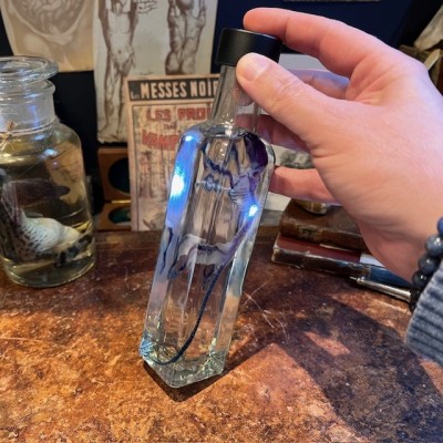 Diaphanization of a mouse - Mus musculus