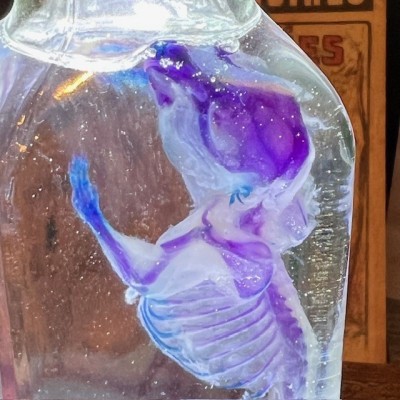 Diaphanization of a mouse - Mus musculus