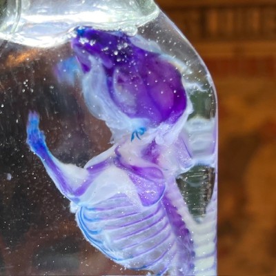 Diaphanization of a mouse - Mus musculus