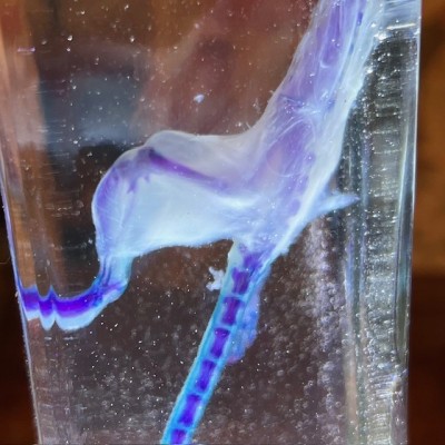 Diaphanization of a mouse - Mus musculus