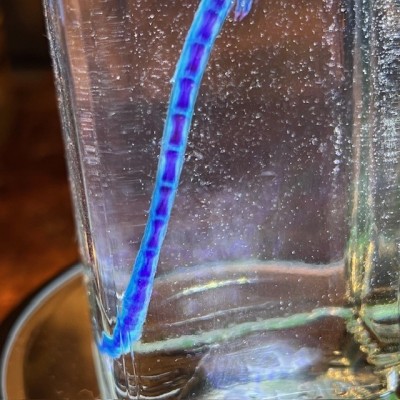 Diaphanization of a mouse - Mus musculus