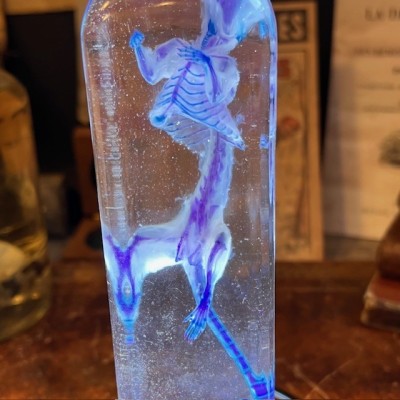 Diaphanization of a mouse - Mus musculus